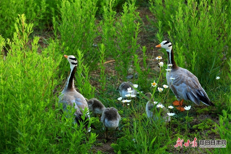【焦点图】来 张掖国家湿地公园的斑头雁给个特写_fororder_3