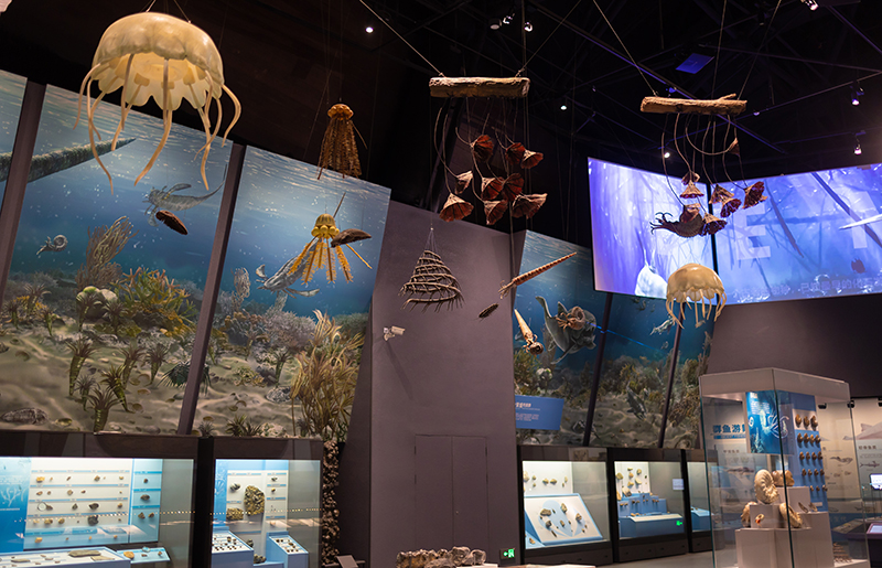 (最大 附链接)成都自然博物馆竣工验收 亚洲最大的恐龙化石现身_fororder_成都自然博物馆内景图-供图--成都市住房和城乡建设局-(2)