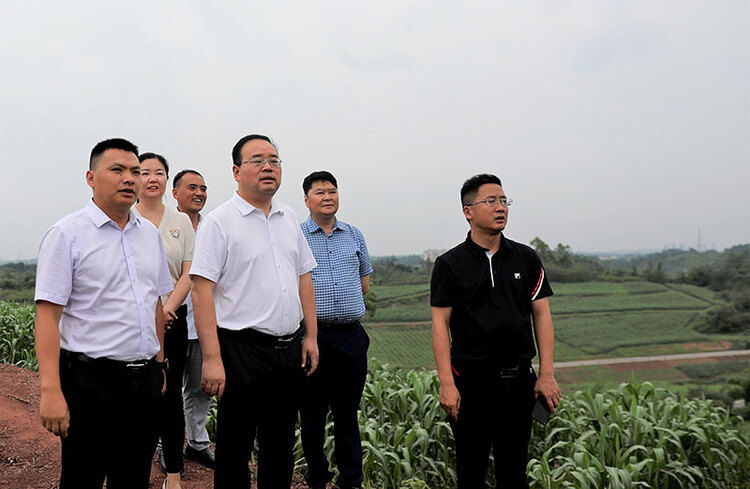 自贡市大安区委书记彭长林调研大豆扩种大春田管撂荒地整治工作