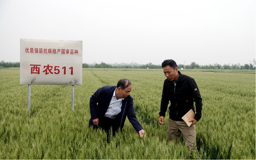 (转载)25岁 正青春 | 杨凌农高区:用科技创新丈量种业强国路