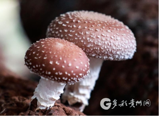 贵州食用菌凭借傲人成绩跻身全国第一梯队