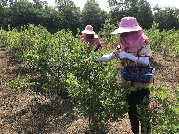 荆门东宝区：小小蓝莓绘就产业振兴“莓”好“蓝图”_fororder_微信图片_20220616142604