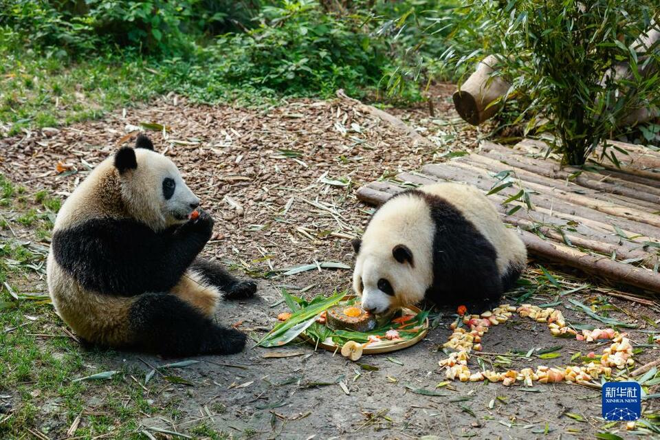 大熊猫龙凤胎姐弟“和花”“和叶”生日会