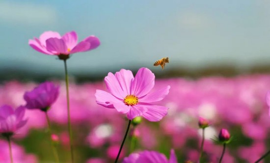 （移动端）“笔墨山水 书画我家”绘画活动即将举行——用你的笔 描绘最爱的家