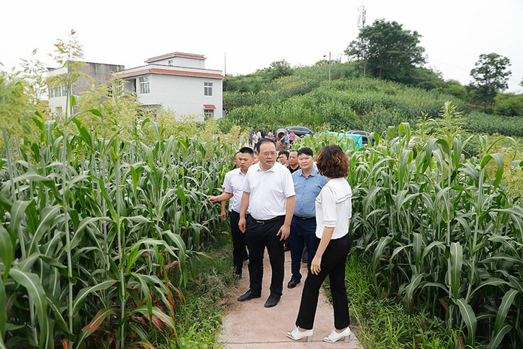 自贡市大安区委书记彭长林调研大豆扩种大春田管撂荒地整治工作