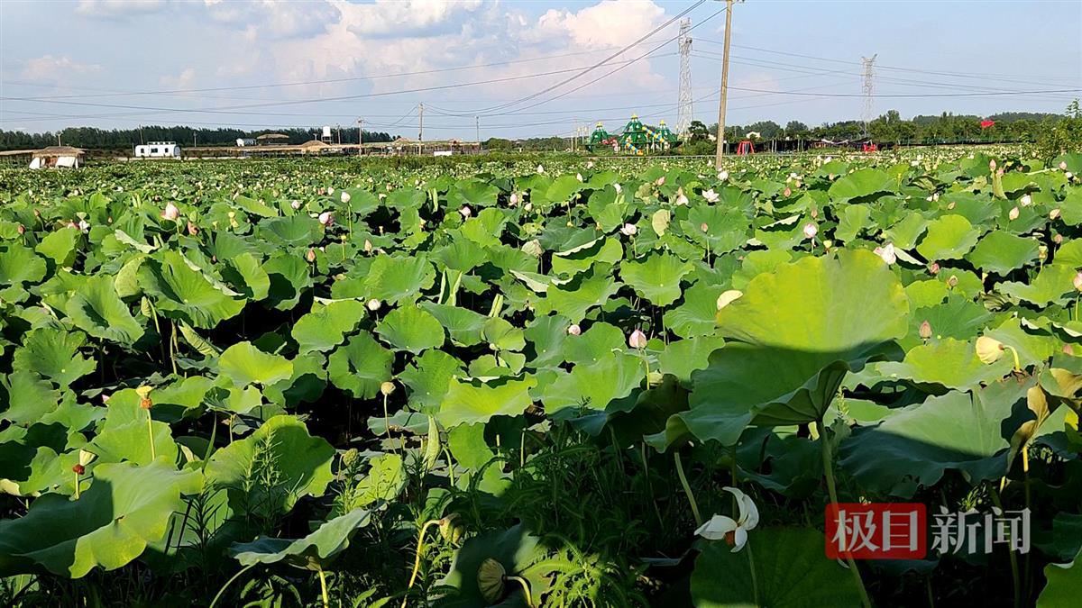 湖北孝感:荒地变成荷花园 村民迎来“家门口吃上旅游饭”