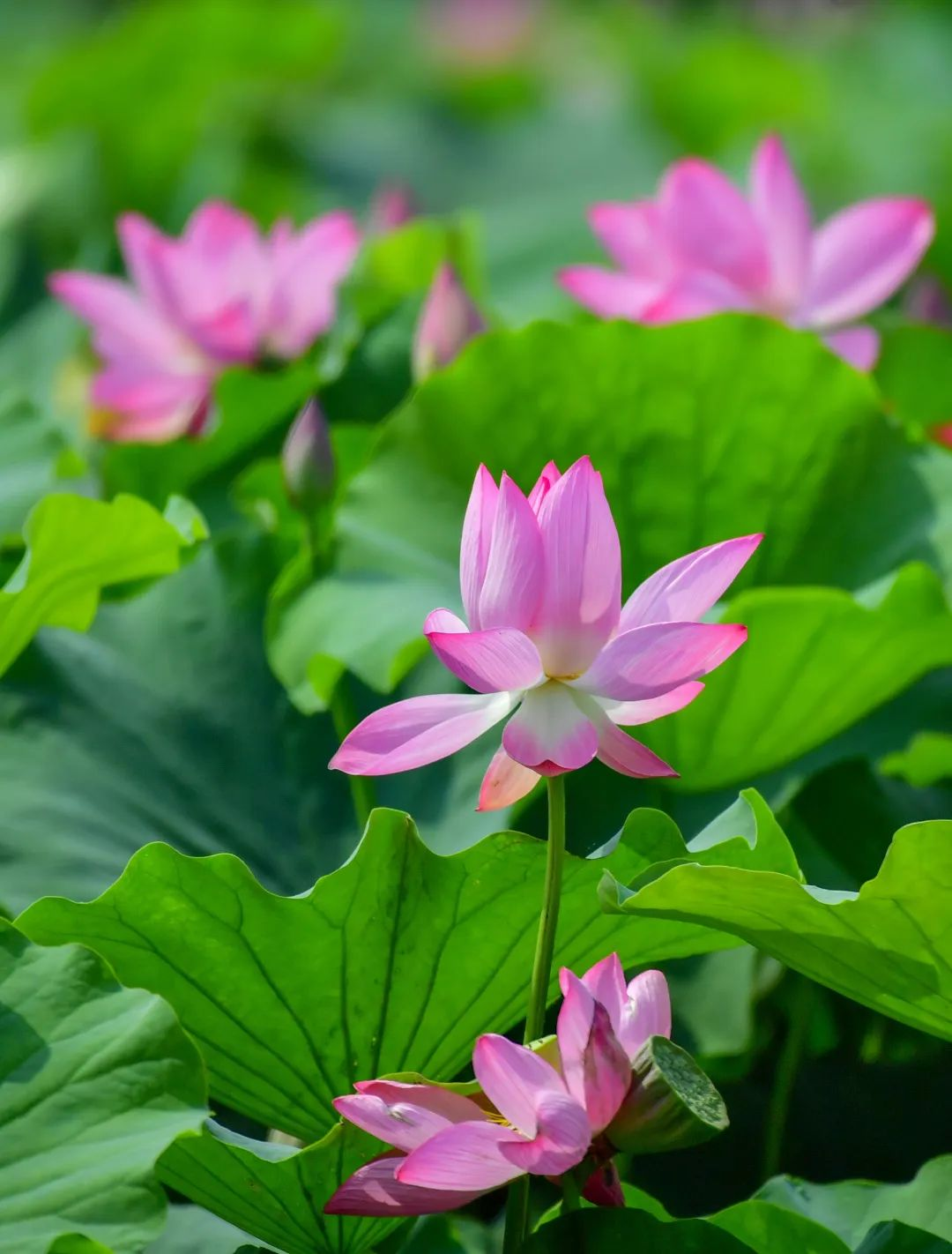 Lotus Enters Blooming Season in Luoyang_fororder_图片1