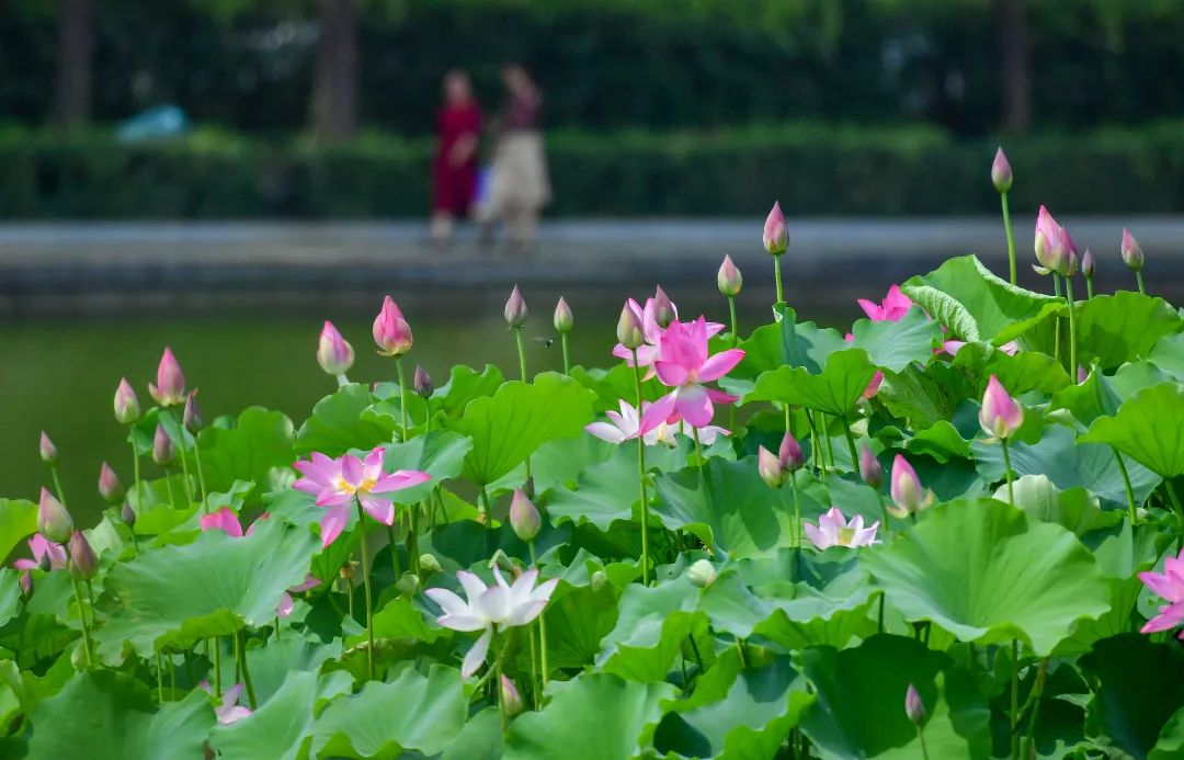 Lotus Enters Blooming Season in Luoyang_fororder_图片5