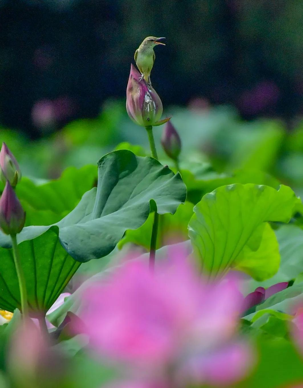 Lotus Enters Blooming Season in Luoyang_fororder_图片2