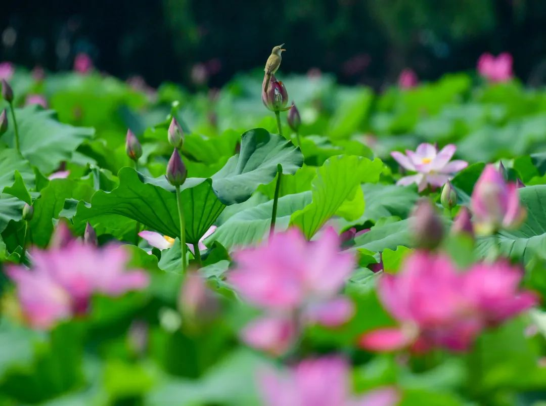 Lotus Enters Blooming Season in Luoyang_fororder_图片3