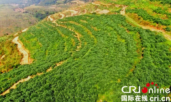 贵州关岭：坚持生态文明建设 守护绿水青山