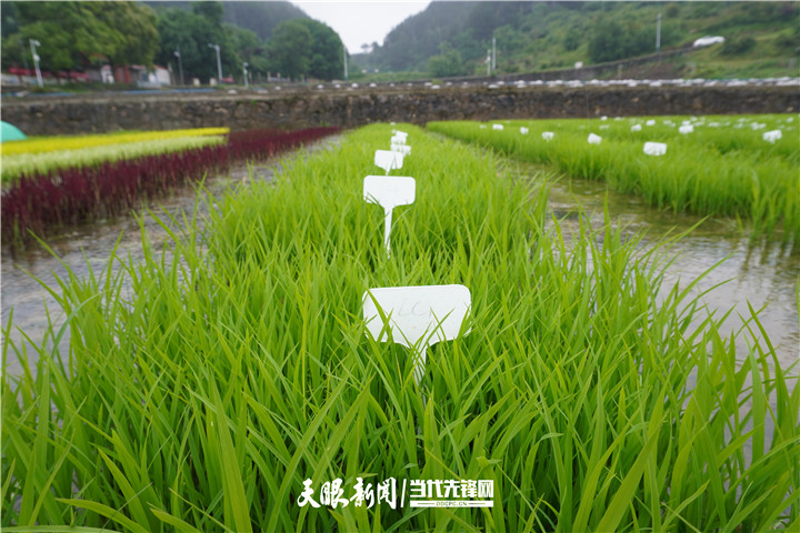 【大国“粮”策】贵州：科技育种，抓牢农业现代化种业“芯”
