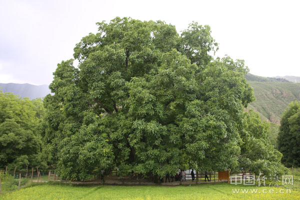 朗县：产业兴旺为乡村振兴注入澎湃动力