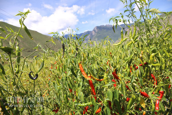 朗县：产业兴旺为乡村振兴注入澎湃动力