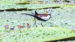长江生态不断改善 珍稀鸟类返回湿地繁衍后代