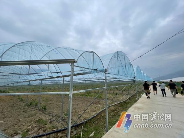 可助千人就业!宁波人在西昌建起阳光玫瑰种植基地