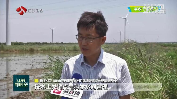 【大国粮策】江苏耐盐碱水稻插秧陆续展开