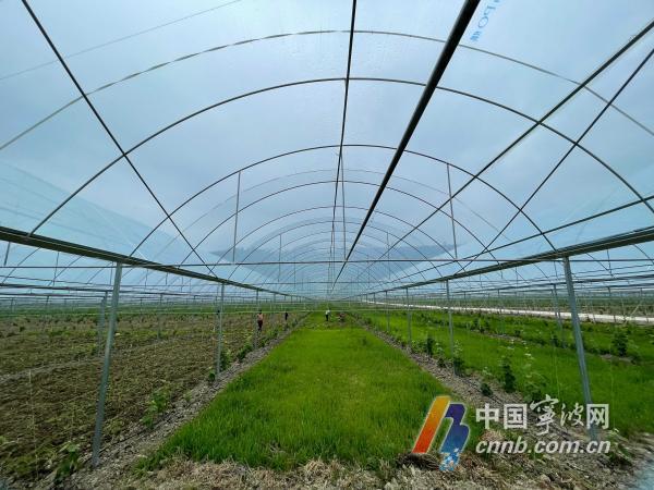 可助千人就业!宁波人在西昌建起阳光玫瑰种植基地