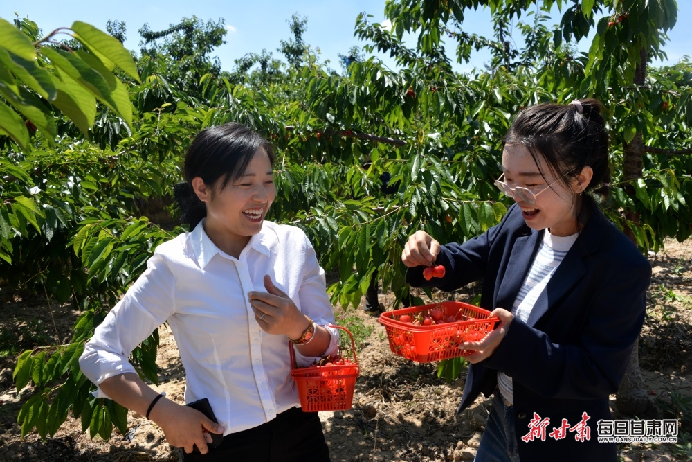 【定西】定西市陇西县和平乡：樱桃采摘带动乡村旅游热_fororder_4