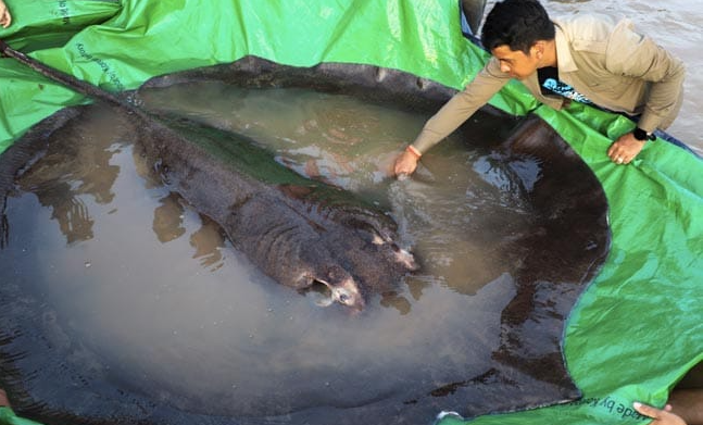 柬埔寨村民在湄公河捕获全球最大淡水鱼：重300公斤