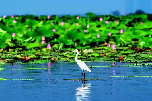 3万多只夏候鸟栖息洪湖湿地