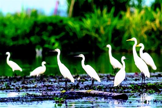 3万多只夏候鸟栖息洪湖湿地