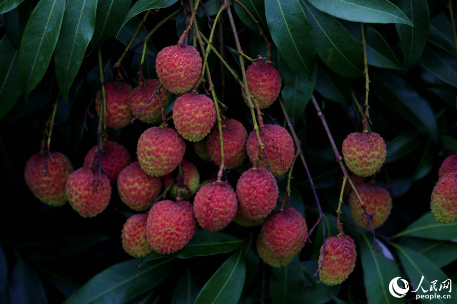 厦门山海健康步道:夏至时节荔枝挂满枝头  青红相映芬芳袭人