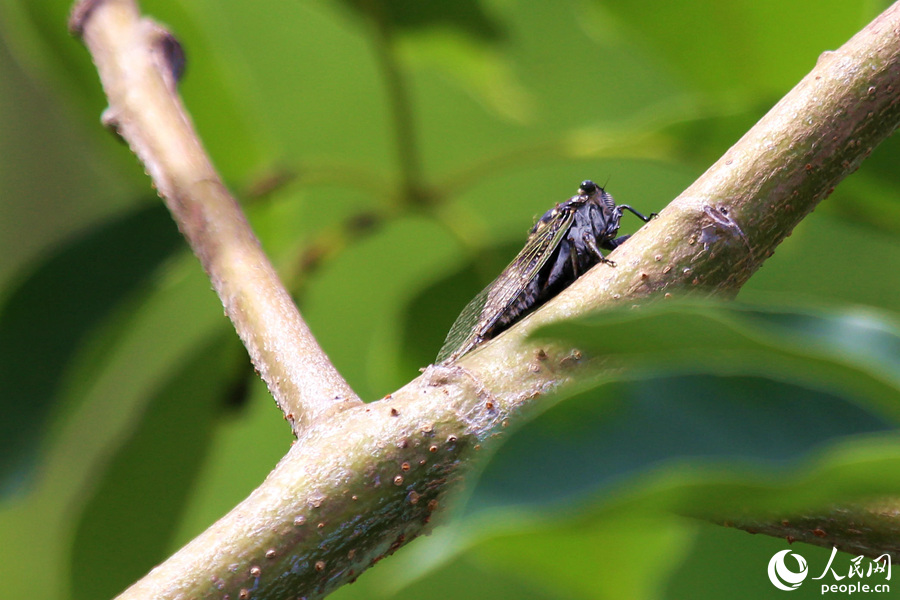 厦门山海健康步道:夏至时节荔枝挂满枝头  青红相映芬芳袭人
