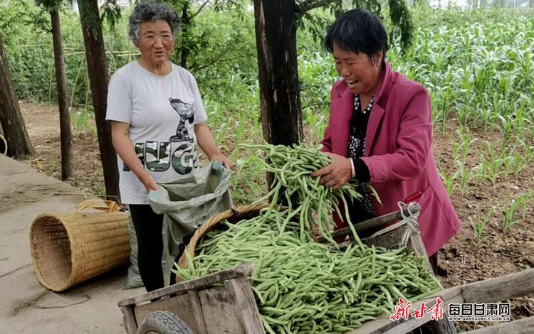 陇南成县店村镇无筋豆鼓起菜农钱袋子_fororder_2