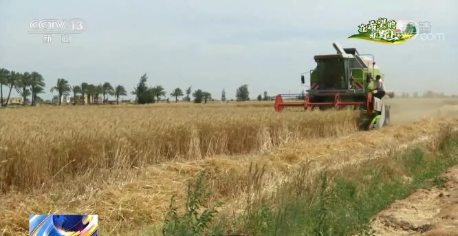 【在希望的田野上 麦收记】中国小麦丰收为国际市场传递积极预期