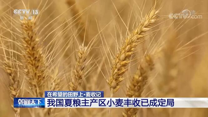 【在希望的田野上 麦收记】我国夏粮主产区小麦丰收已成定局