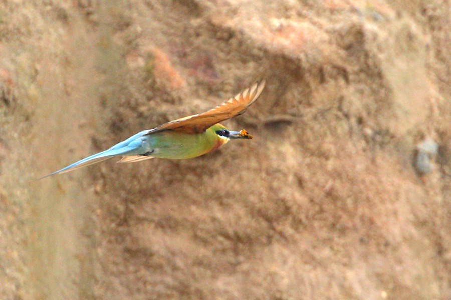 雄鸟“打猎”雌鸟“守家” 栗喉蜂虎安家福建石狮