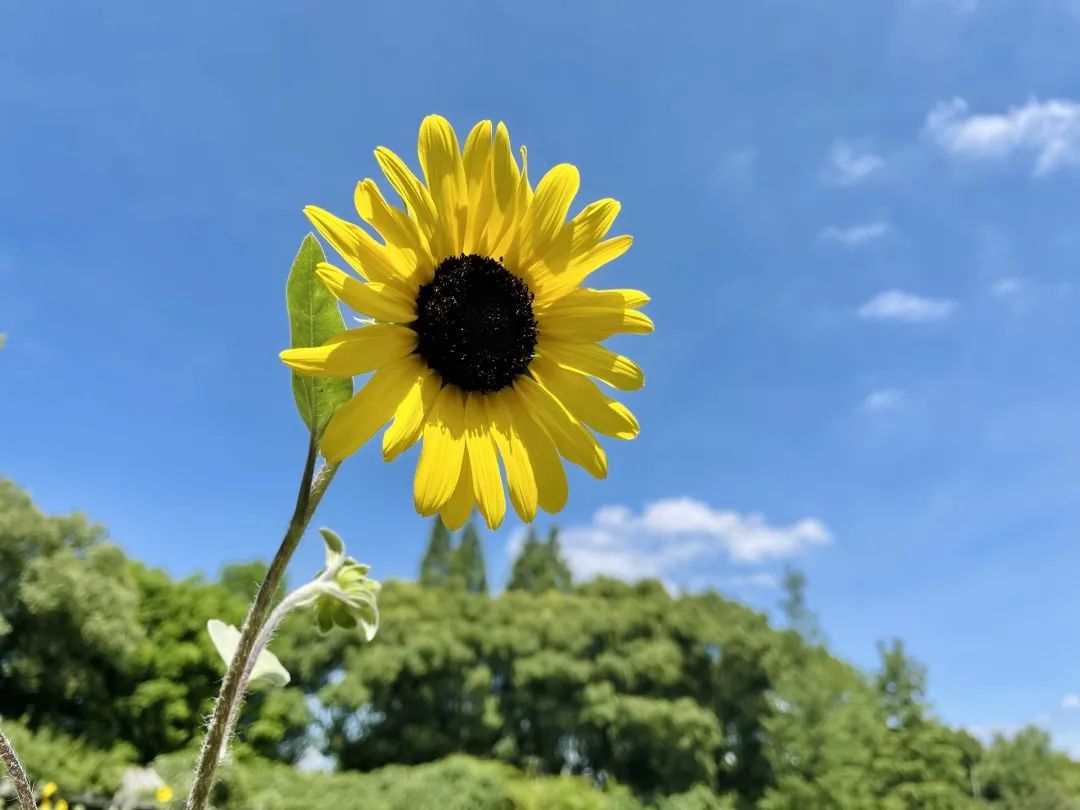 【轮播图】打卡一波向日葵花海 申城这些地方推荐赏花