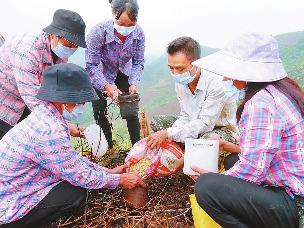 红河河口:集中发展彩谷米种植_fororder_6f6