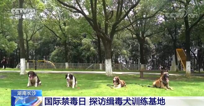 探访湖南长沙缉毒犬训练基地 看看机警灵活的缉毒犬是如何被训练出来的？