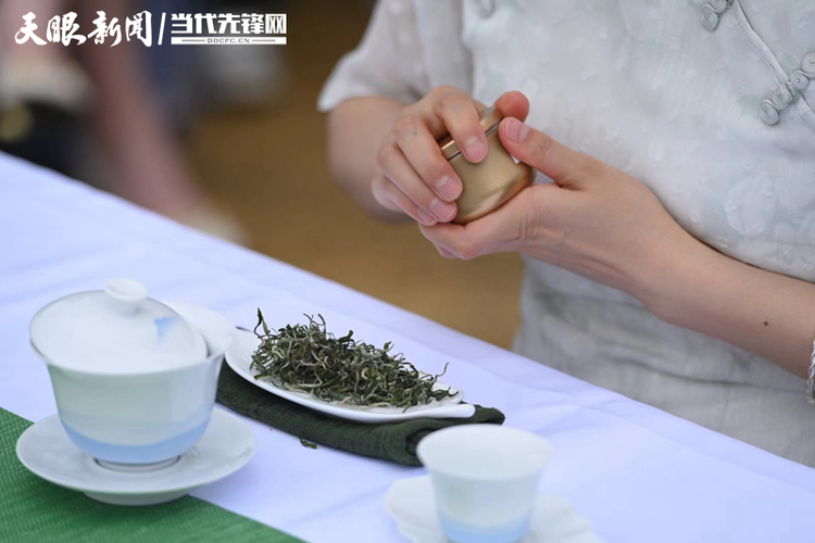 （中首）贵州：由茶产业大省向强省迈进 “采”出黔茶高质量发展新天地