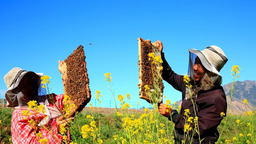 【张掖】张掖：甘州区花寨乡追花酿蜜的养蜂人