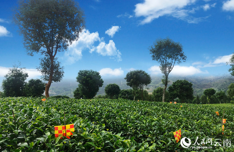 云南思茅:一片有机茶 串起绿色发展产业链