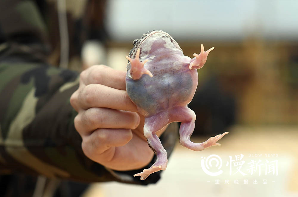 现实版蛙爸:他养的蛙比游戏中的乖 一只身价上万