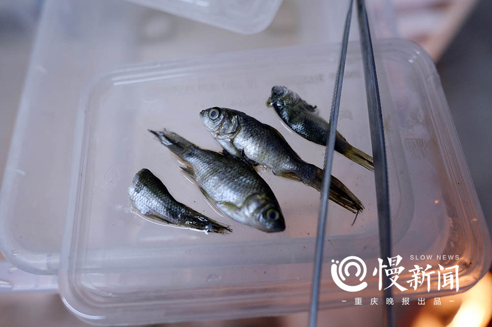现实版蛙爸:他养的蛙比游戏中的乖 一只身价上万