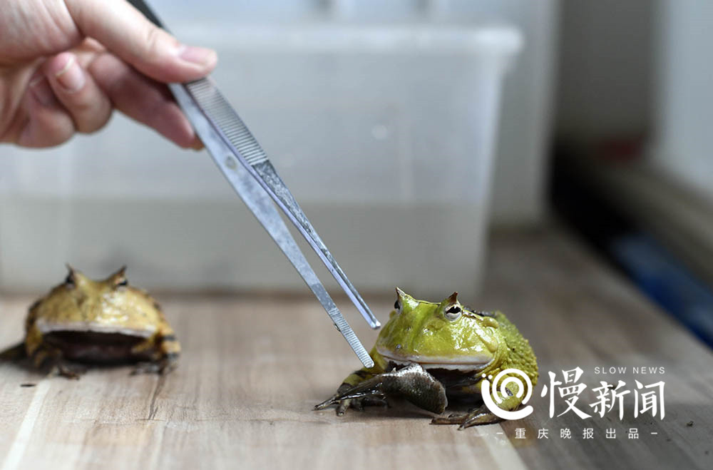 现实版蛙爸:他养的蛙比游戏中的乖 一只身价上万