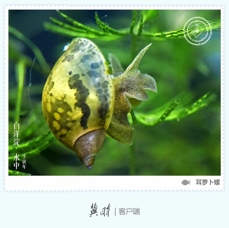 白洋淀： 鱼翔浅底 绿水逶迤