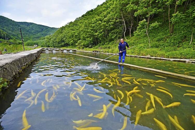生态养殖养“活”本溪冷水鱼