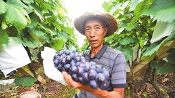 大理巍山：千余亩葡萄开采助农增收