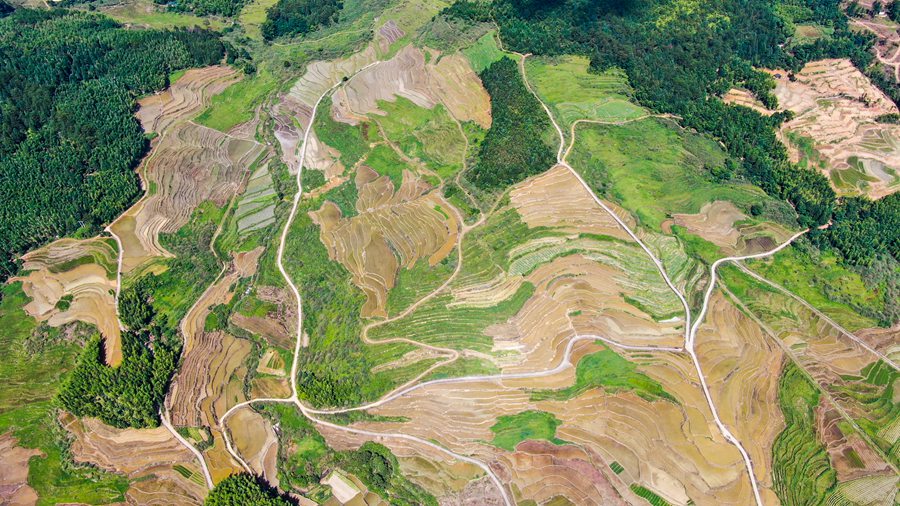 “撂荒死角”变“富民粮仓” 福建将乐夏稻插秧忙