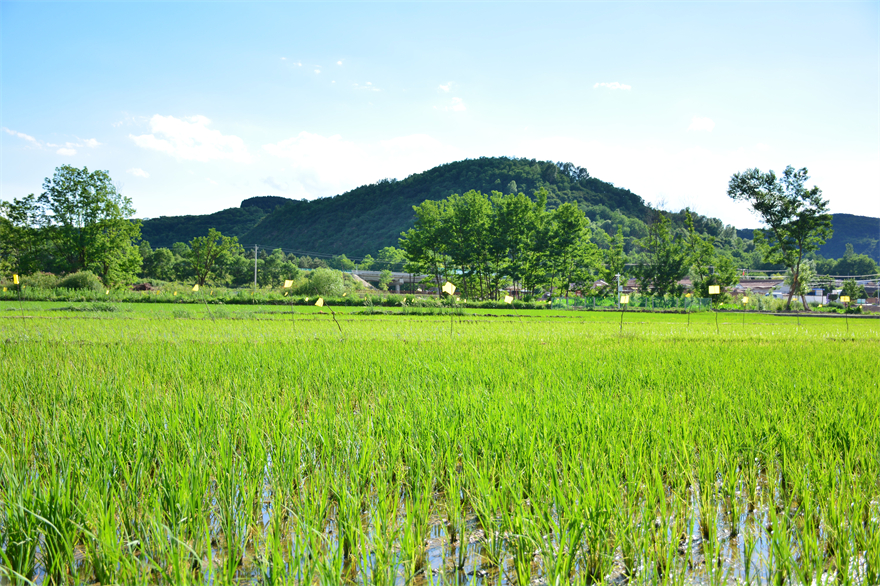 【组图】黄土高原也能种水稻？在“塞上小江南”刷新认知_fororder_DSC_7103