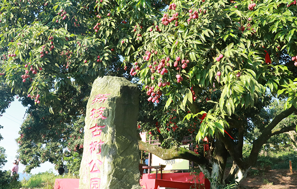 (转载)2022年合江荔枝采摘节圆满举行