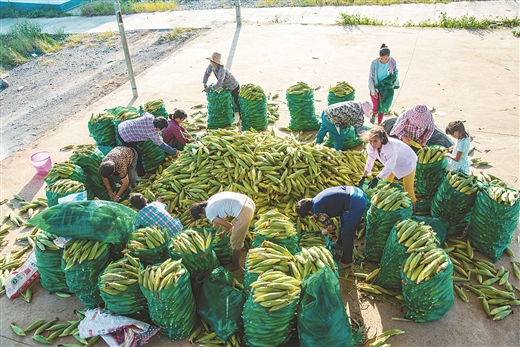 勇担重任敢作为 立足精准下功夫