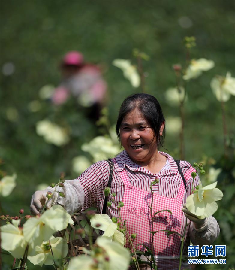 贵州黔西：黄蜀葵花开出美丽经济