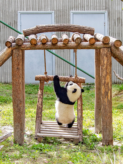 Giant Panda Habitat Tours of Sichuan, China ——Wolong National Nature Reserve_fororder_66